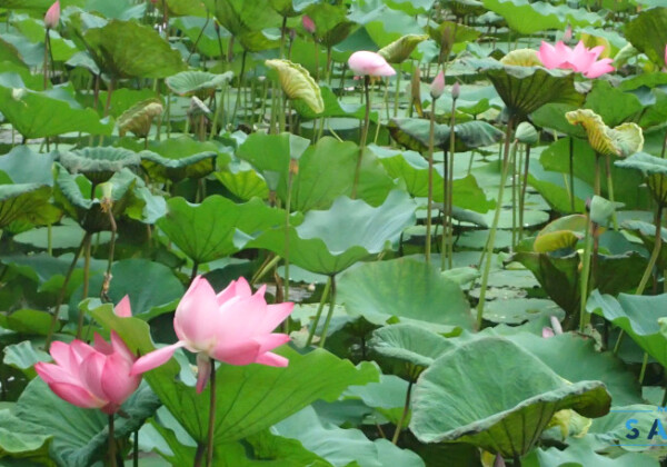 台北植物園でハスの花が見頃　台湾
