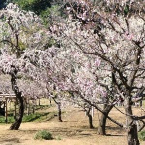 湯島天神と小石川後楽園の梅まつり
