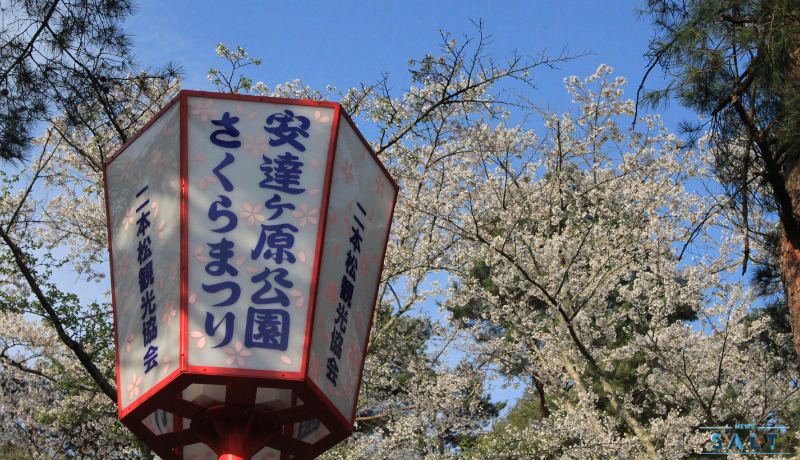 福島県二本松市の桜が続々と見頃に