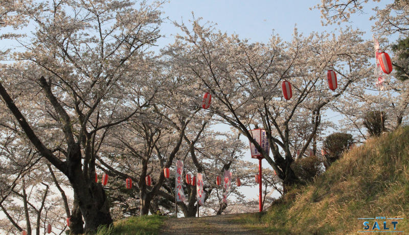 福島県二本松市の桜が続々と見頃に