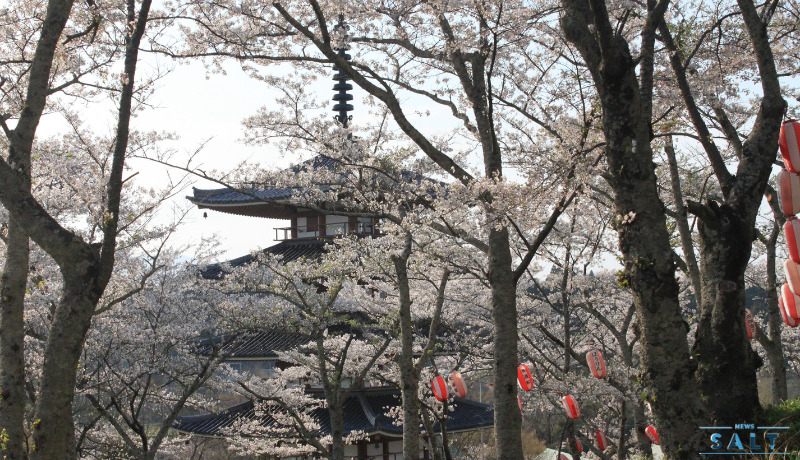 福島県二本松市の桜が続々と見頃に