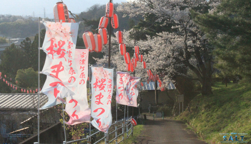 福島県二本松市の桜が続々と見頃に
