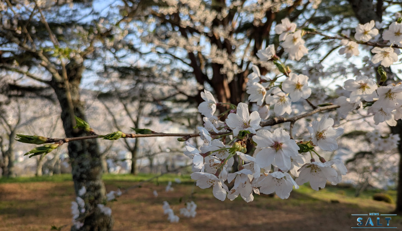 福島県二本松市の桜が続々と見頃に