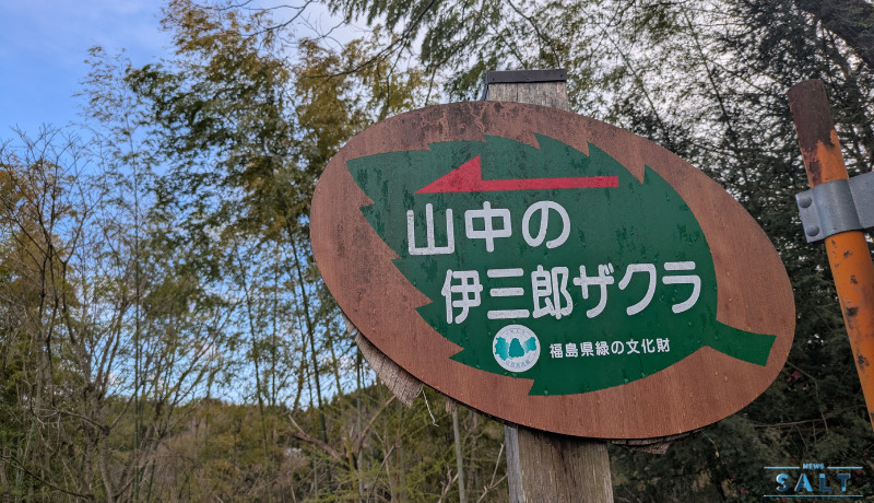 福島県二本松市の桜が続々と見頃に