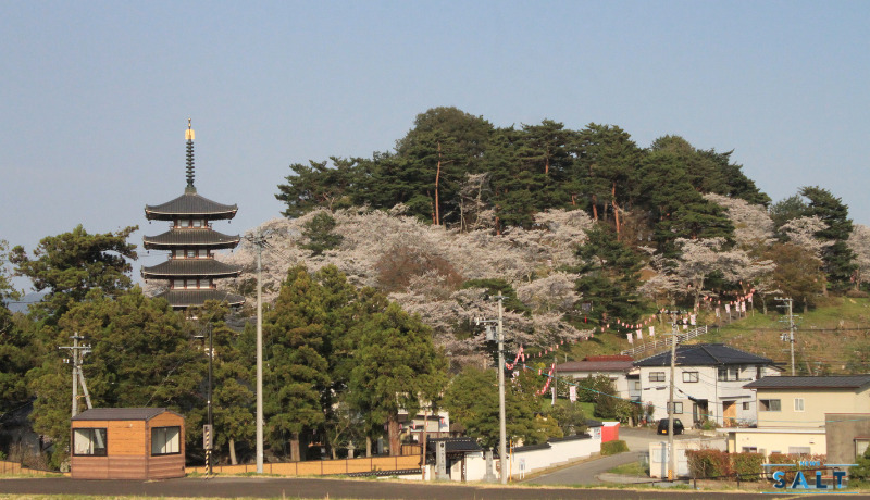 福島県二本松市の桜が続々と見頃に