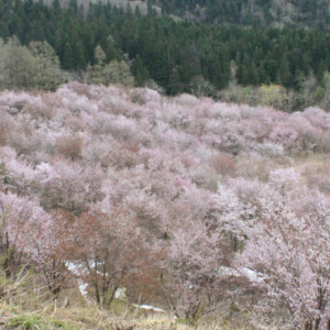 春のたより2025～福島の桜もいよいよ最後　会津地方の桜