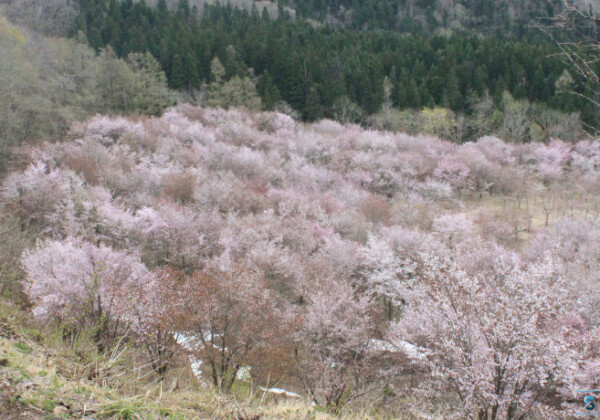 春のたより2025～福島の桜もいよいよ最後　会津地方の桜