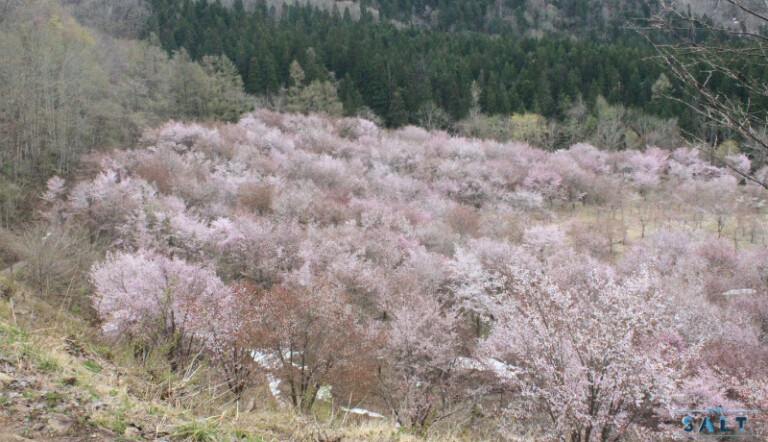 春のたより2025～福島の桜もいよいよ最後　会津地方の桜