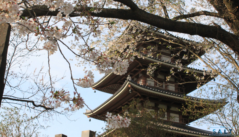 福島県二本松市の桜が続々と見頃に