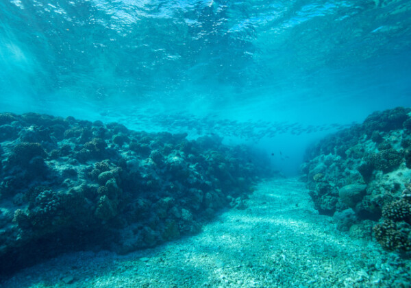 海水温の上昇で白化したサンゴの回復に異種間交雑が貢献　琉球大