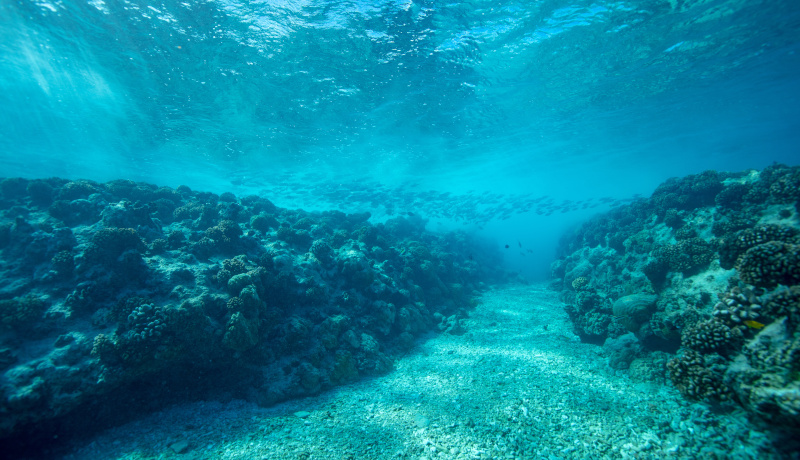 海水温の上昇で白化したサンゴの回復に異種間交雑が貢献 琉球大