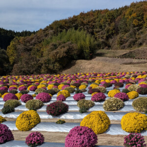 秋の花便り2025　4000株の菊が見頃　福島県田村市