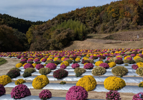 秋の花便り2025　4000株の菊が見頃　福島県田村市