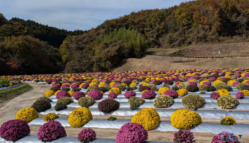 秋の花便り2025 4000株の菊が見頃 福島県田村市