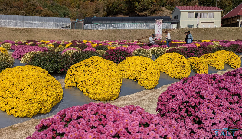秋の花便り2025 4000株の菊が見頃 福島県田村市
