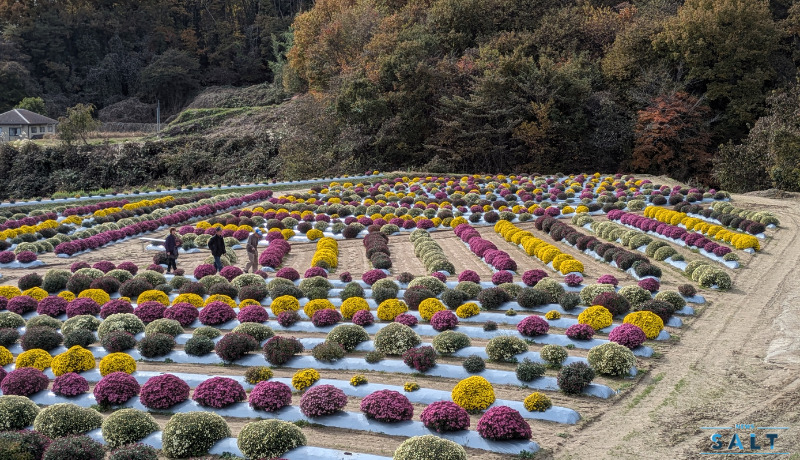 秋の花便り2025 4000株の菊が見頃 福島県田村市