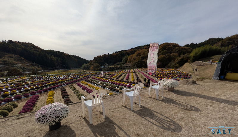 秋の花便り2025 4000株の菊が見頃 福島県田村市