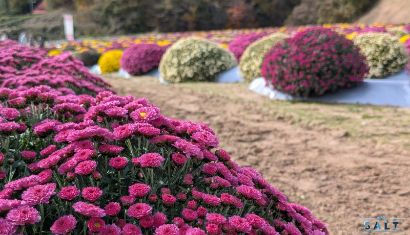 秋の花便り2025 4000株の菊が見頃 福島県田村市