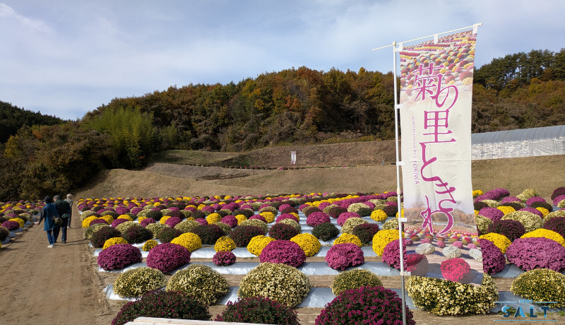 秋の花便り2025 4000株の菊が見頃 福島県田村市